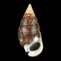 To Conchology (Cerithium adustum)