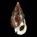 To Conchology (Cerithium adustum)