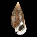 To Conchology (Cerithium adustum)