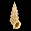 To Conchology (Cerithium uncinatum)