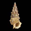 To Conchology (Cerithium uncinatum)