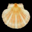 To Conchology (Pecten fumatus ORANGE)