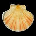 To Conchology (Pecten fumatus ORANGE)