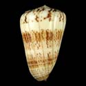 To Conchology (Lithoconus caracteristicus GIANT)