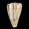 To Conchology (Dendroconus suratensis WHITE)