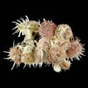 To Conchology (Spondylus squamosus CLUSTER)