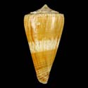 To Conchology (Kioconus vanvilstereni)