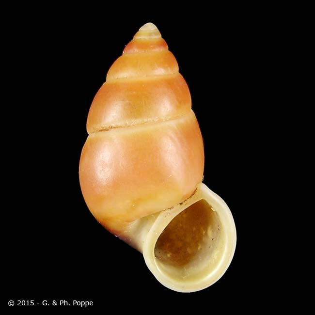 Hainesia crocea