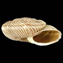 To Conchology (Chilostoma cingulatum gobanzi)