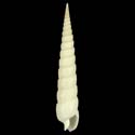 To Conchology (Terebra babylonia ALBINO)