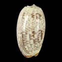 To Conchology (Oliva bulbiformis SUBFOSSIL)