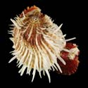 To Conchology (Spondylus albibarbatus with Spondylus cruentus)