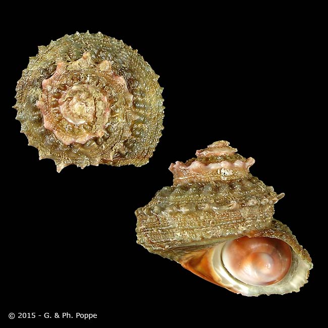 Image result for turbinidae shells