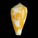 To Conchology (Pionoconus robini YELLOW)