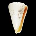 To Conchology (Lithoconus leopardus ORANGE)