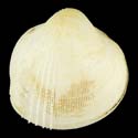 To Conchology (Microcardium velatum LARGE)