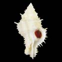 To Conchology (Coralliophila fearnleyi ALBINO)