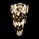 To Conchology (Conus vidua YELLOW)