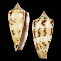 To Conchology (Phasmoconus subulatus)