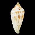 To Conchology (Phasmoconus mucronatus GRANULATE)