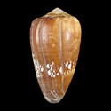 To Conchology (Darioconus vezoi GIANT)