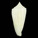 To Conchology (Phasmoconus sculpturatus)