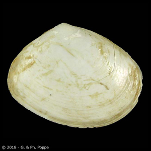 Macoma carlottensis