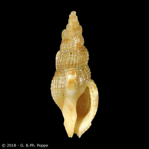 Colubraria species 001