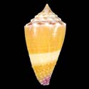 To Conchology (Lividoconus floridulus SPECIAL COLOR)