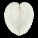 To Conchology (Corculum cardissa ALBINO)