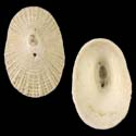 To Conchology (Diodora italica FOSSIL)