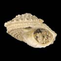 To Conchology (Bolma granosa FOSSIL)