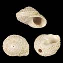 To Conchology (Bolma granosa FOSSIL)