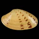 To Conchology (Paphia euglypta)