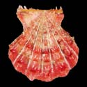 To Conchology (Mirapecten yaroni RED)