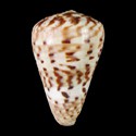 To Conchology (Dendroconus medoci)