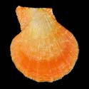 To Conchology (Semipallium dringi ORANGE-RED)