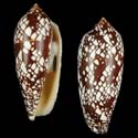 To Conchology (Darioconus aulicus SPECIAL COLOR)