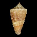 To Conchology (Lividoconus floridulus GRANULATE PERIO)