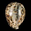 To Conchology (Cypraea tigris tigris OVERGLAZE)