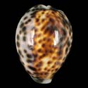 To Conchology (Cypraea tigris tigris DWARF)