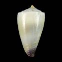 To Conchology (Lividoconus sugillatus YOUNG)