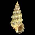 To Conchology (Cerithium renovatum)