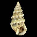 To Conchology (Cerithium renovatum)