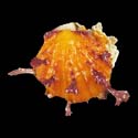 To Conchology (Spondylus foliaceus ORANGE)