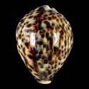 To Conchology (Cypraea tigris pardalis 91-100 SPECIAL COLOR)