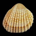 To Conchology (Acanthocardia tuberculata LARGE)