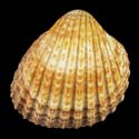 To Conchology (Acanthocardia tuberculata GIANT)