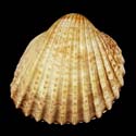 To Conchology (Acanthocardia tuberculata GIANT)