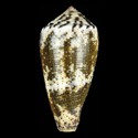 To Conchology (Pionoconus striolatus cf. GRANULATE)